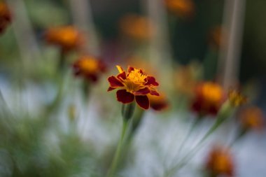 Kırmızı turuncu çiçekler Retro tarzı sığ alan bölümü ile vurdu 