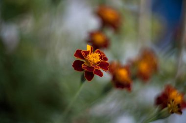 Kırmızı turuncu çiçekler Retro tarzı sığ alan bölümü ile vurdu 