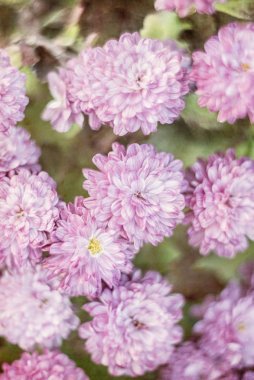 Filtreler uygulanmış, Vintage bakmak sanatsal çiçek arka plan bir