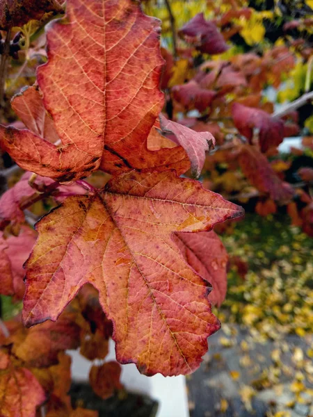 Hojas de noviembre después de la lluvia, de cerca — Foto de Stock