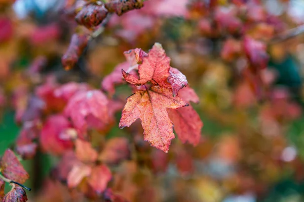 Hojas de otoño de color rojo marrón vivo, justo después de la lluvia — Foto de Stock
