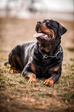 Çok güzel fedakar safkan Rottweiler 