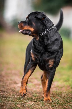 Çok güzel fedakar safkan Rottweiler 