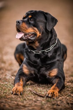 Çok güzel fedakar safkan Rottweiler 