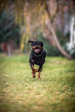 Çok güzel fedakar safkan Rottweiler 