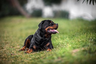 Çok güzel fedakar safkan Rottweiler 