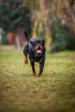 Çok güzel fedakar safkan Rottweiler 