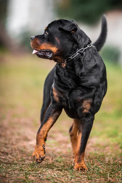 Adorable Devoted Purebred Rottweiler — Stock Photo, Image