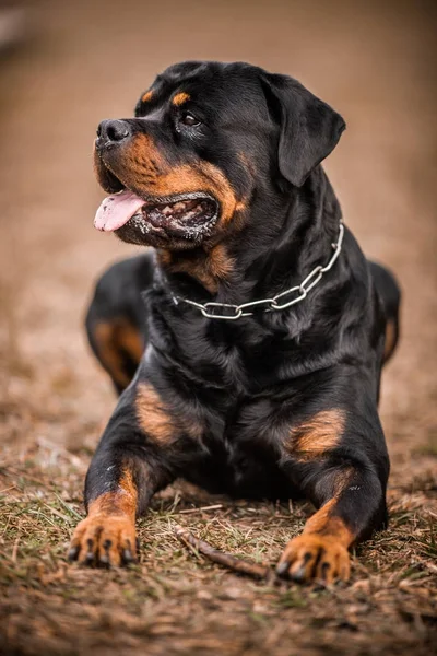 Urocza poświęcony rasowe Rottweiler — Zdjęcie stockowe