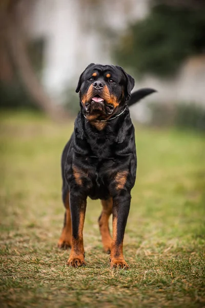 Adorable Devoted Purebred Rottweiler — Stock Photo, Image