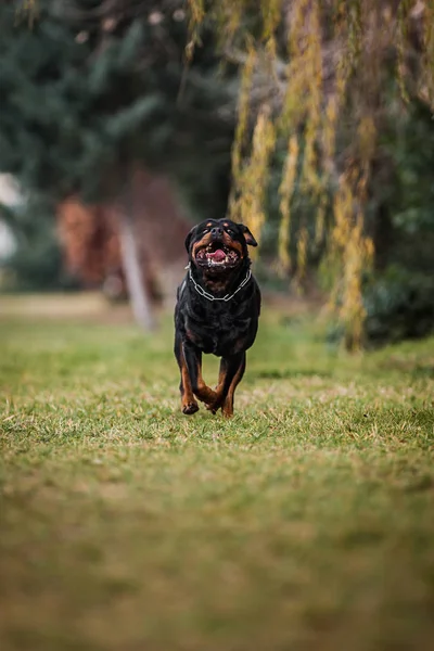 Imádnivaló odaadó fajtiszta Rottweiler — Stock Fotó