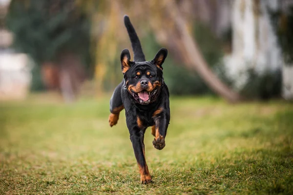 Adorable devoto pura raza Rottweiler —  Fotos de Stock