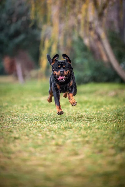 Imádnivaló odaadó fajtiszta Rottweiler — Stock Fotó