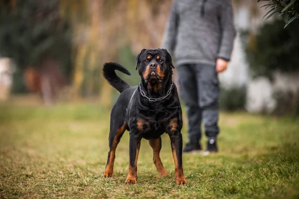 Adorável dedicado puro-sangue Rottweiler — Fotografia de Stock