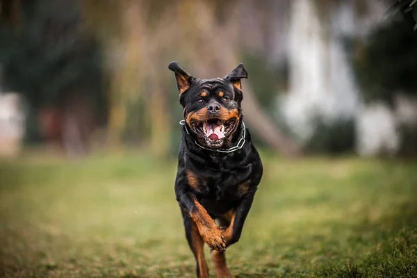 Adorable devoto pura raza Rottweiler — Foto de Stock