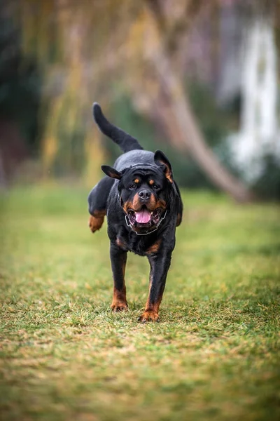 Adorabile devoto purosangue Rottweiler — Foto Stock