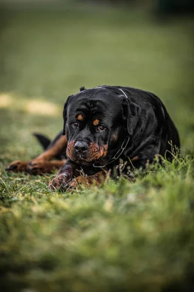 Adorable devoto pura raza Rottweiler —  Fotos de Stock