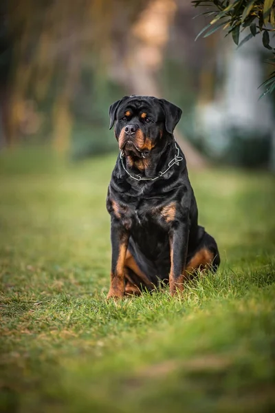 Adorable Devoted Purebred Rottweiler — Stock Photo, Image