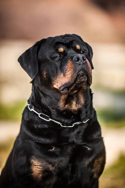 Adorable devoto pura raza Rottweiler —  Fotos de Stock