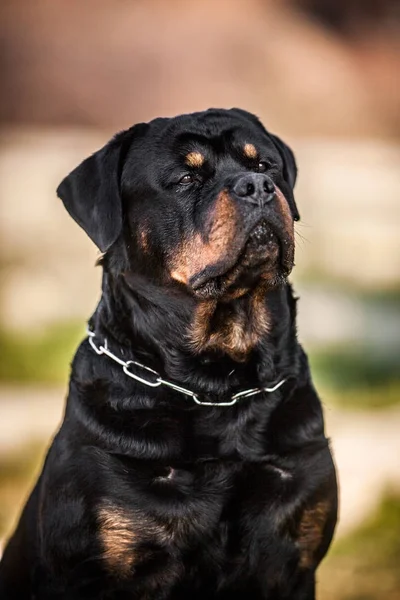 Adorable devoto pura raza Rottweiler — Foto de Stock