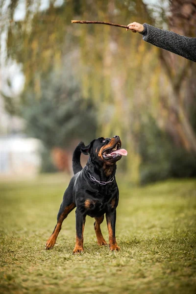 Dobja Botot Várok Imádnivaló Szentelt Fajtiszta Rottweiler Készen Áll Indulásra — Stock Fotó