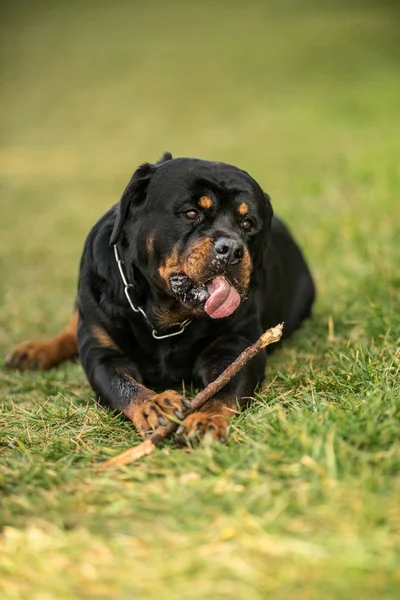 Adorable devoto pura raza Rottweiler —  Fotos de Stock