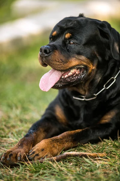 Adorable devoto pura raza Rottweiler — Foto de Stock