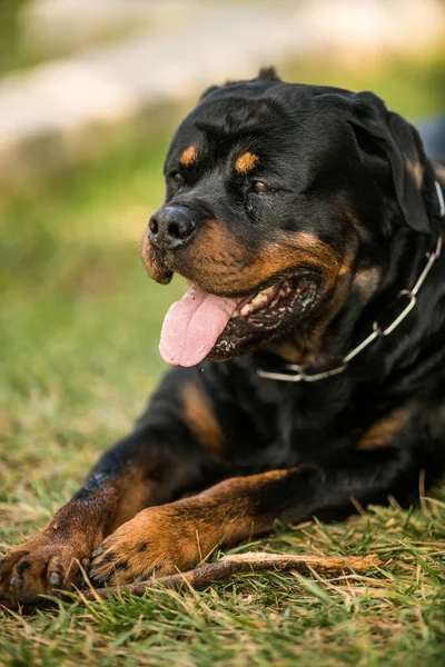 Adorable devoto pura raza Rottweiler — Foto de Stock