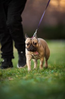 Adoreable dokuz ay yaşlı safkan Fransız buldozer Park