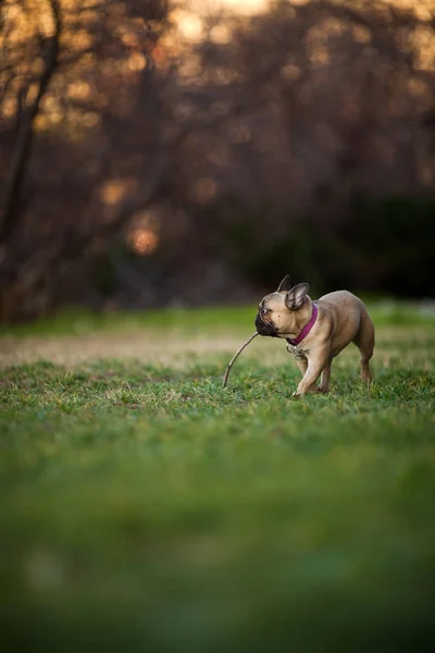 Adoreable nio månader gamla renrasiga Fransk Bulldog på Park — Stockfoto