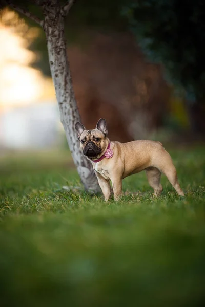 Adoreable nio månader gamla renrasiga Fransk Bulldog på Park — Stockfoto