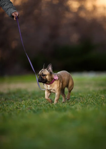 Adorabile nove mesi vecchio Bulldog francese purosangue a Park — Foto Stock