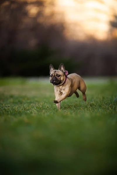 Adoreable 九月老纯种法国斗牛犬在公园 — 图库照片