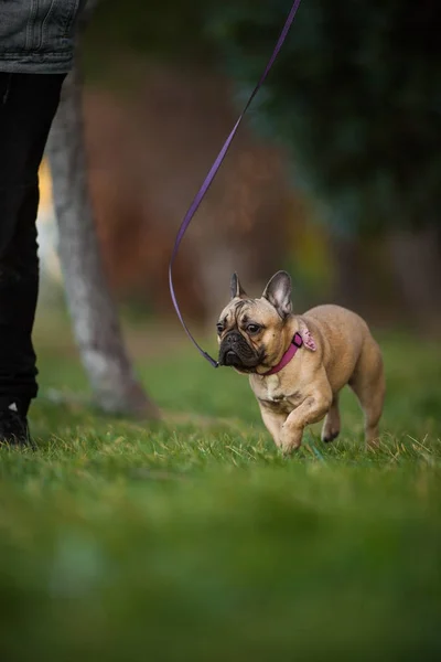 Adoreable kilenc hónap régi fajtiszta Francia Bulldog-Park — Stock Fotó