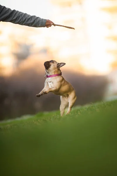 Adoreable kilenc hónap régi fajtiszta Francia Bulldog-Park — Stock Fotó