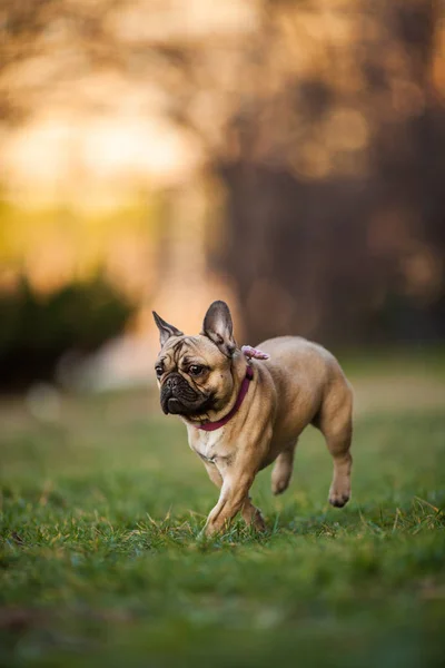 Adorable nueve meses de edad pura raza Bulldog francés en el parque Imagen de stock
