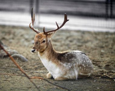 Güzel genç erkek geyik dinlenme yere