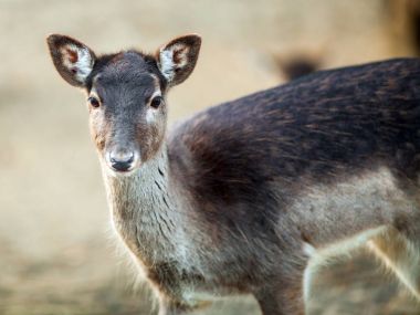 Güzel küçük geyik, portresi yakın 