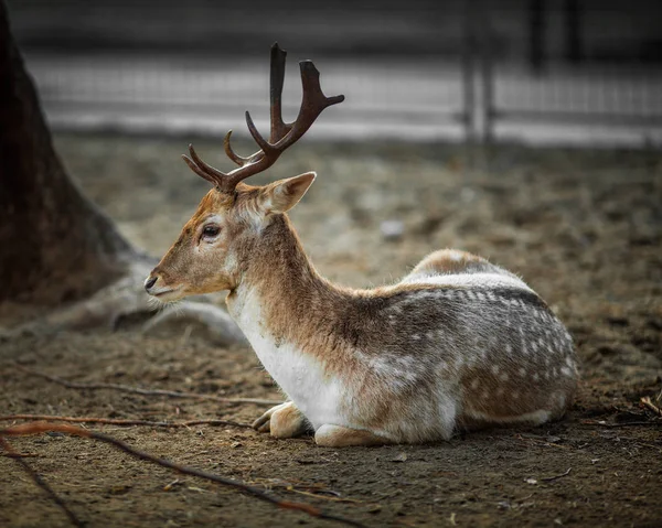 Si Pria Muda Deer yang cantik beristirahatlah di tanah — Stok Foto