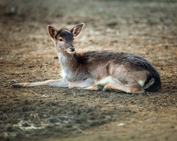 Krásné malé jeleny odpočívá na zemi — Stock fotografie