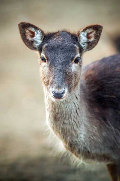 Portrét je krásné malé jeleny zblízka — Stock fotografie