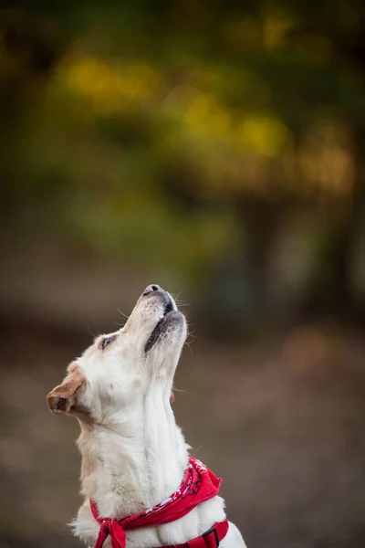 Entzückender reinrassiger Labrador Retriever — Stockfoto