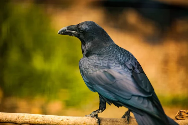 Ritratto di corvo, Avvicinamento — Foto Stock