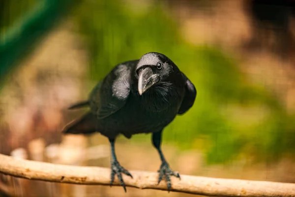 Portrait of a Crow, Close up — Stock Photo, Image