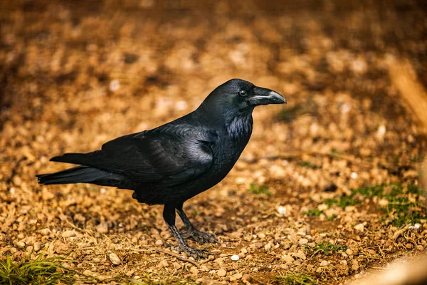 Portret Crow, zbliżenie — Zdjęcie stockowe