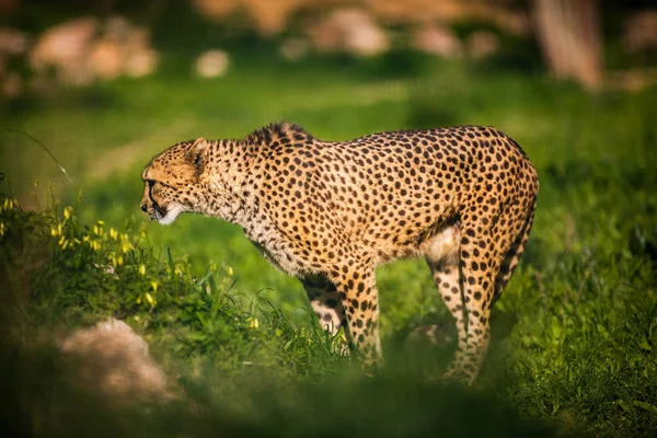 Guépard sur herbe verte — Photo