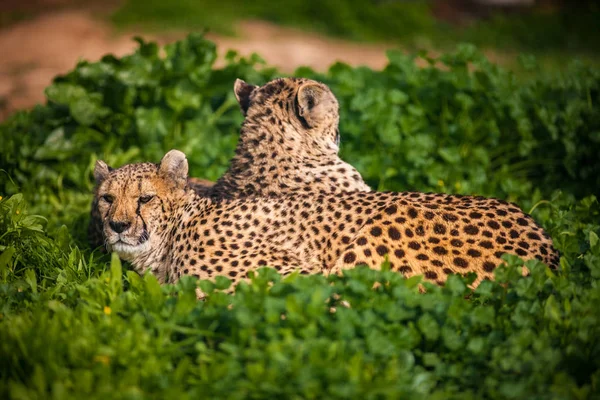 Dos hermosos guepardos descansando y tomando el sol —  Fotos de Stock