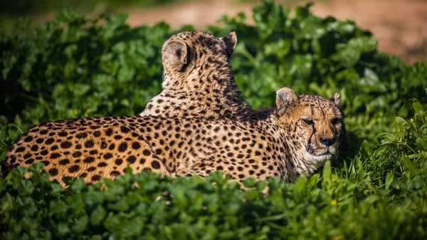 Twee mooie Cheetah rusten en zonnen — Stockfoto