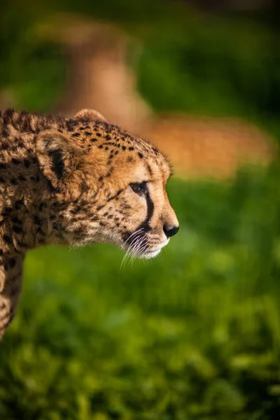 Portrait of wild Cheetah — Stock Photo, Image