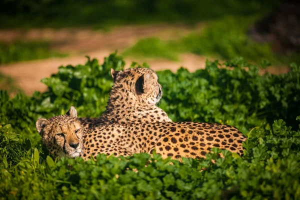 Twee mooie Cheetah rusten en zonnen — Stockfoto